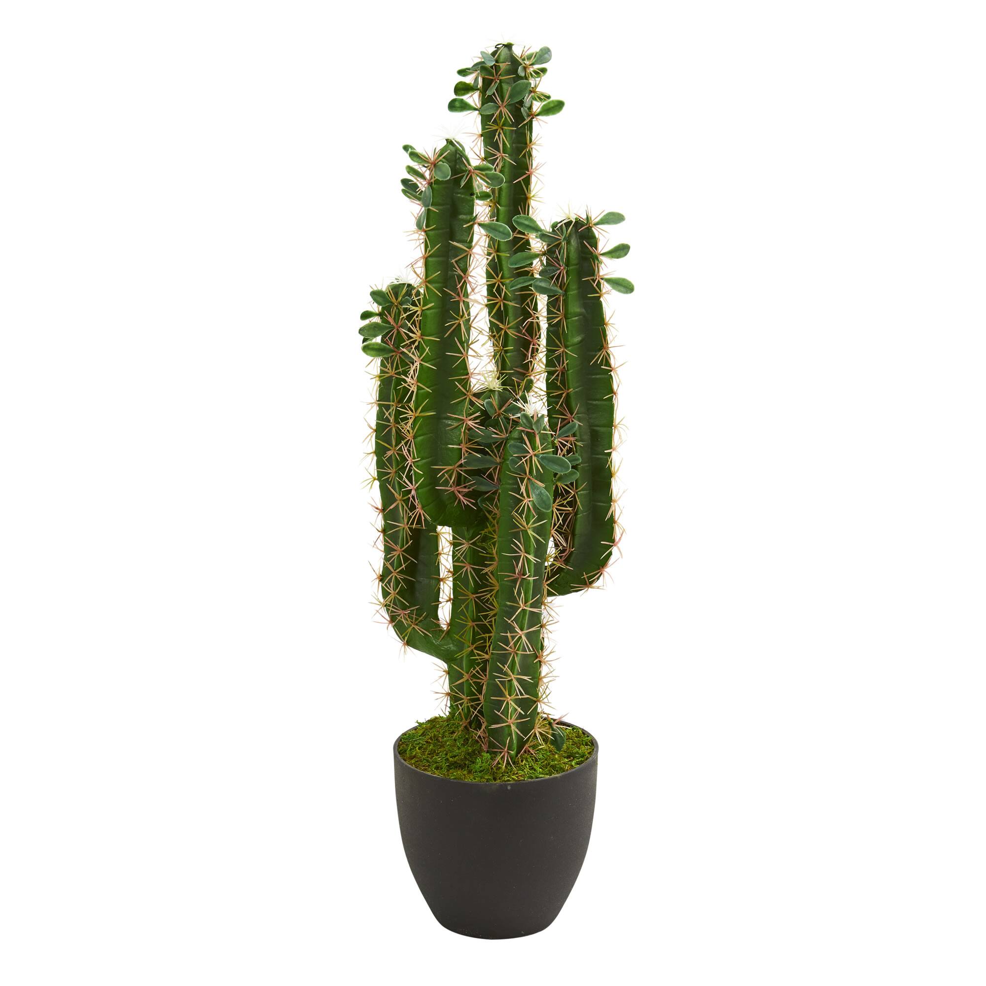 2.5’ Potted Cactus Plant